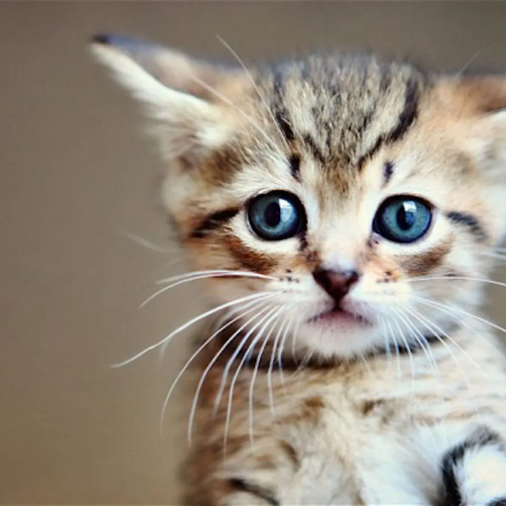 CaptionBot by Microsoft