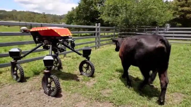 AI powered ‘smart cow’ to help ranchers