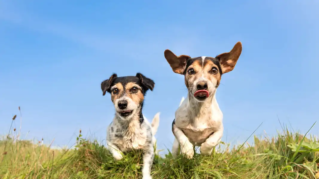 AI Trained on Human Speech to Help Understand Dogs