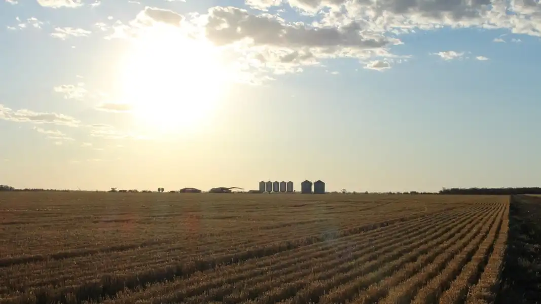 Australian Seed Company Tests AI Gene Editing in Wheat