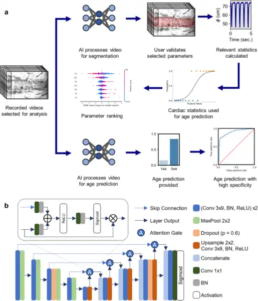 Automated assessment of cardiac dynamics in aging and dilated cardiomyopathy Drosophila models using machine learning
