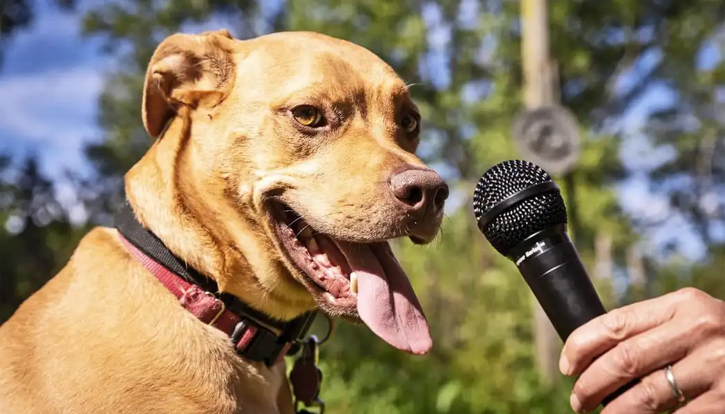 Can AI tell you what your dog’s bark means?