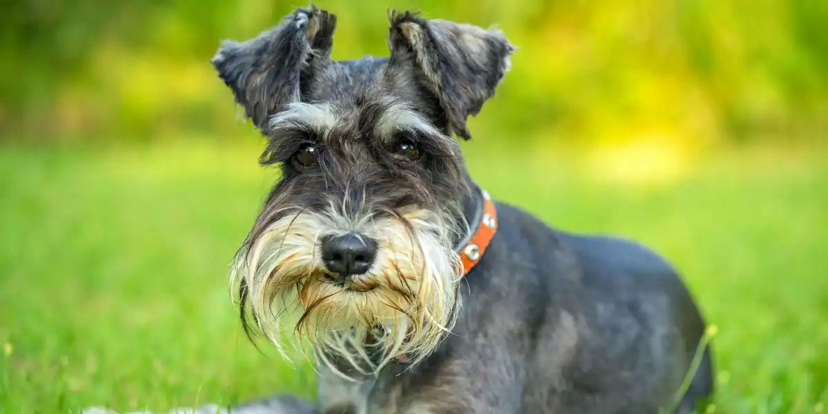 Can AI translate your dog's bark? New research says yes