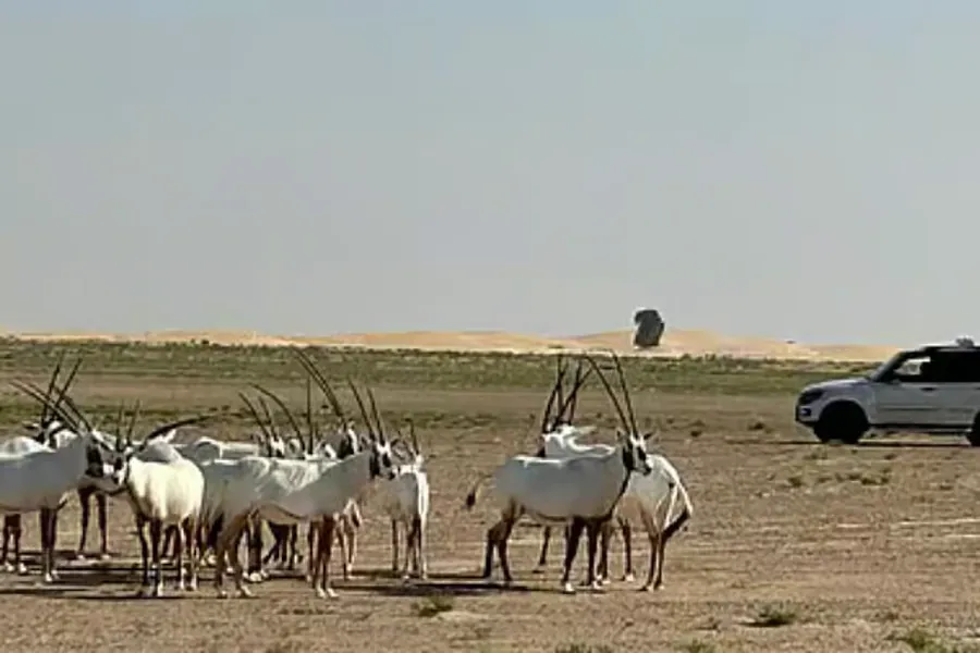 Dubai's Mghzlan Smart Feeder: AI-Powered Wildlife Management for Builders