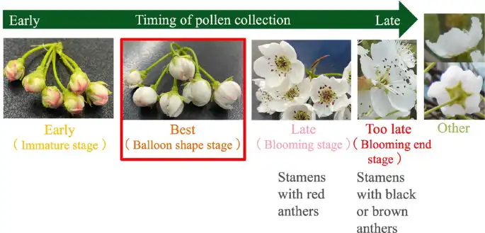 Estimation of the amount of pear pollen based on flowering stage detection using deep learning