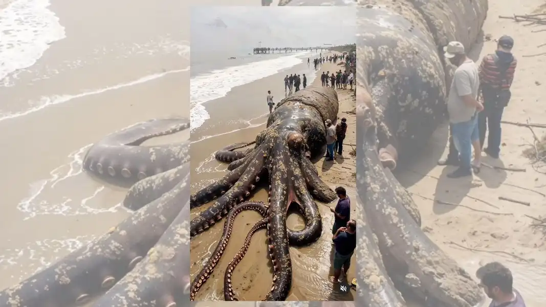 Fact Check: Image Claims to Show Giant Octopus Photographed on Indonesian Coast. Here's What It Is