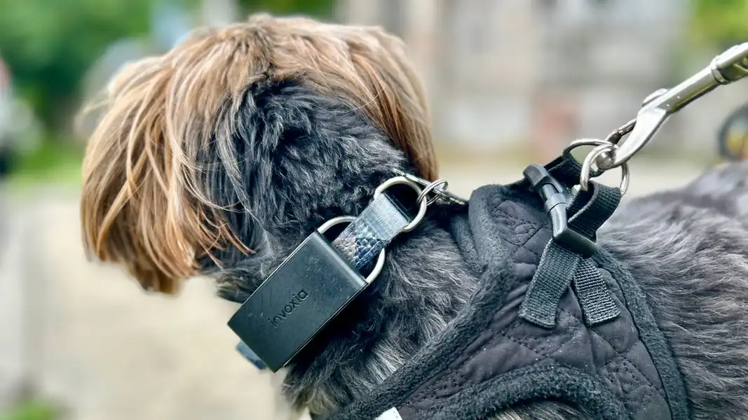 I tested this AI-powered pet tracker - and discovered the joy of daily dog activity reports