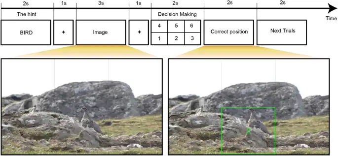 Multimodal fusion for anticipating human decision performance