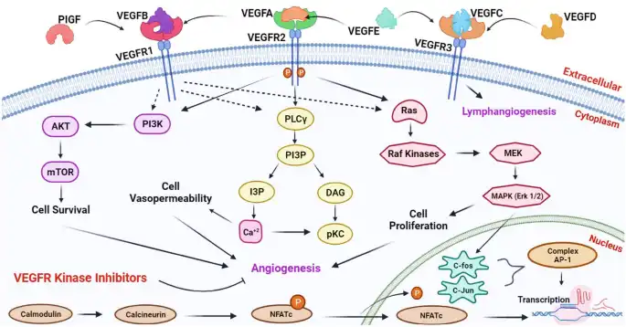 Potential inhibitors of VEGFR1, VEGFR2, and VEGFR3 developed through Deep Learning for the treatment of Cervical Cancer