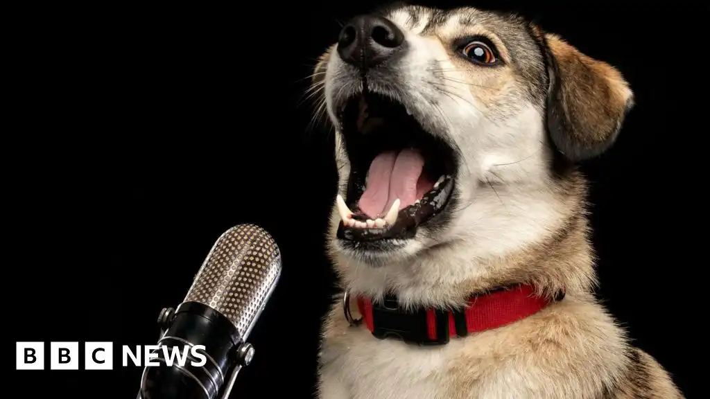 Scientists enlist AI to interpret meaning of barks - BBC News
