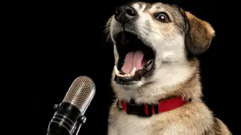 Scientists use AI to tell if a dog is mad when it barks