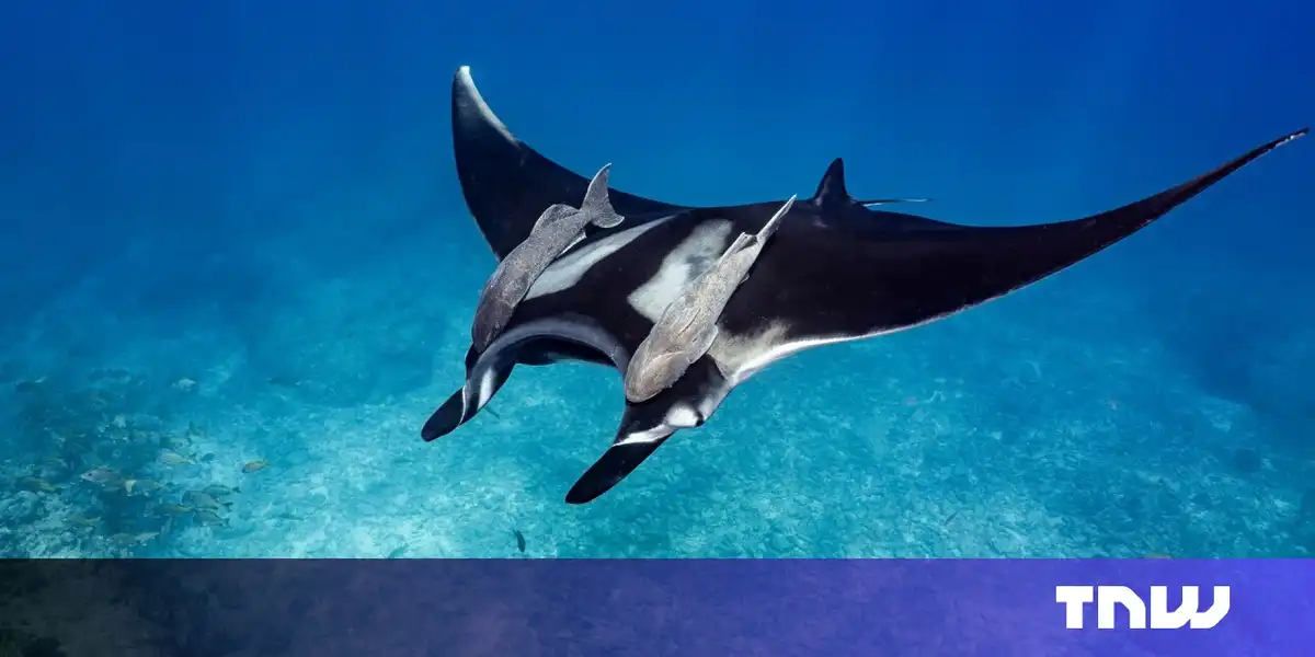 World Ocean Day: Meet 3 tech startups protecting our seas