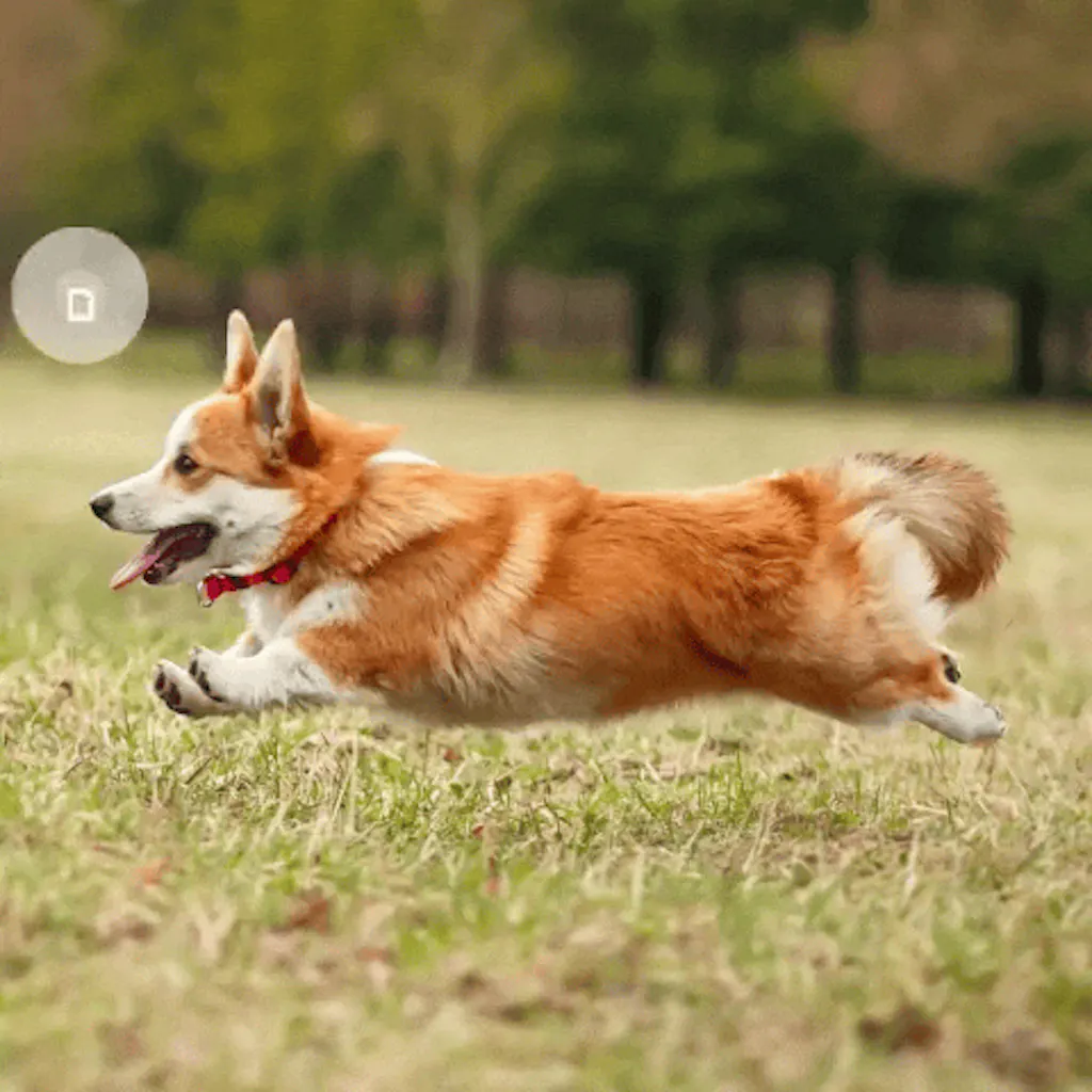 Segment Anything Model (SAM)