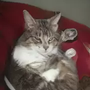 This Cat Does Not Exist